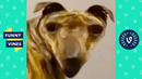 PUT THIS FILTER ON YOUR DOG | FUNNY DOGS