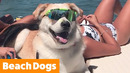 Cutest Beach Dogs | Funny Pet Videos