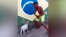 Bark Bark: Dog Fails (August 2018) | FailArmy