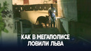 В пакистанском Карачи из машины сбежал лев