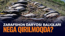 Zarafshon daryosida minglab baliqlar nobud bo‘ldi