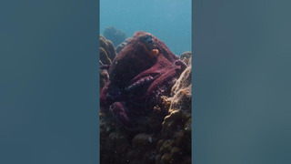 Camouflaged Octopus | Secrets of the Octopus