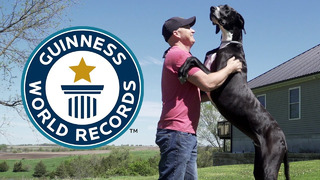 NEW: Great Dane Crowned World’s Tallest Dog – Guinness World Records