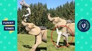 Try not to laugh – ultimate action sport fails compilation. funny vines june