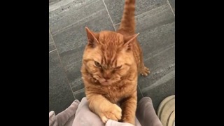 Видео дня: злой кот выхватывает еду из рук хозяйки