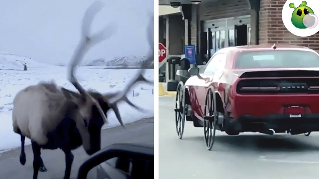 Авто Приколы и Нелепые ситуации на Дорогах