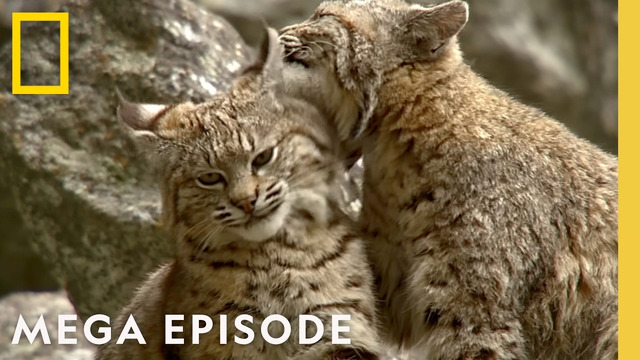 Experience the Wonder of America’s Wilderness | America’s National Parks MEGA Episode | Nat Geo