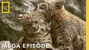 Experience the Wonder of America’s Wilderness | America’s National Parks MEGA Episode | Nat Geo