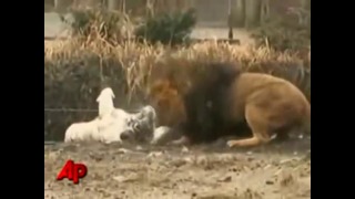 Tigers vs Lion / Тигр против льва