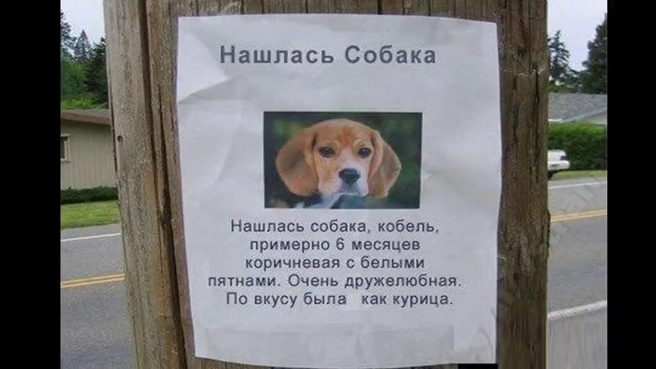 Объявление О Продаже Собаки