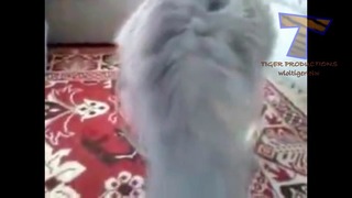 Best funny and cute cat videos compilation 2014