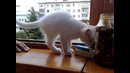 Очень послушны кот