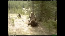 Что происходит в лесу, пока никто не видит