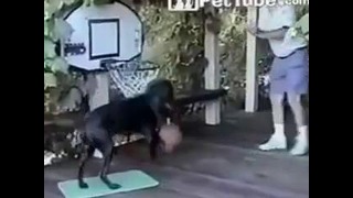 Пес баскетболист | Dog basketball =)