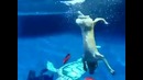 Собака, которая очень любит нырять