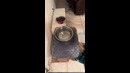 You Laugh You Lose Funniest Cats and Dogs 2023 Part 6