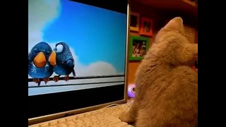 Как котенок смотрит мультик – )
