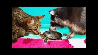 Реакция на черепаху енота хайпа и кота штирлица