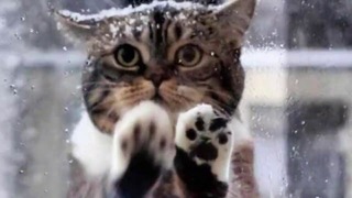 Кошка пришла к людям просить о помощи, в снегу замерзали ее котята