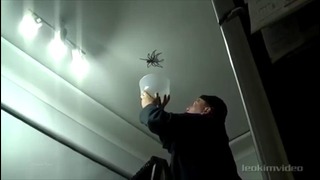 Когда пытаешься поймать паукана