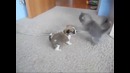 Дружба котенка и щенка