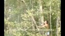 Неудачно стряхнул кошку с дерева