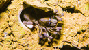 Trapdoor Spider Seizes Insect | The Dark: Nature’s Nighttime World | BBC Earth