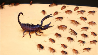 Вот, Что Происходит Когда 1000 голодных Тараканов Нападают на Скорпиона