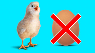 Во что превратится мир без куриных яиц