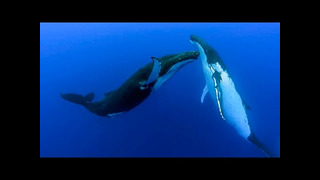 Nature’s Best Dancers | Top 5 | BBC Earth
