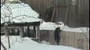 Выживет самый зимоустойчивый кот