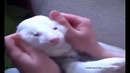 Хорек и щекотка