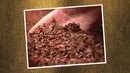 The Story of Chocolate