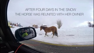 Спасли лошадку
