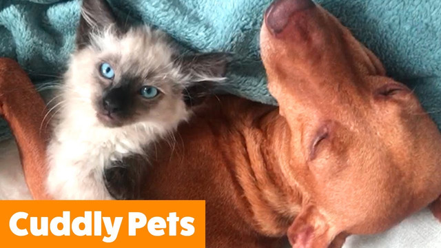 Adorable Cuddly Pets | Funny Pet Videos