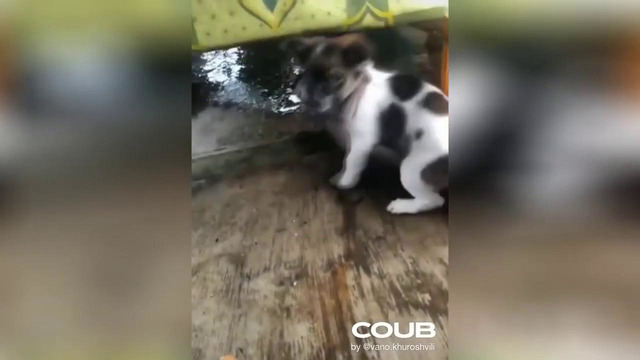 Best coub #43 – ноябрь 2019-лучшие приколы 2019 – смешные животные и другие приколы