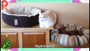 Кошачья логика — Вокруг кошки