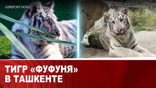 Тигр «Фуфуня» в Ташкенте