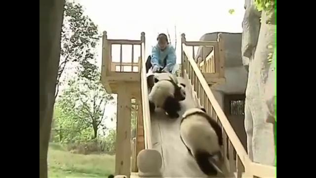 Панды катаются с горки