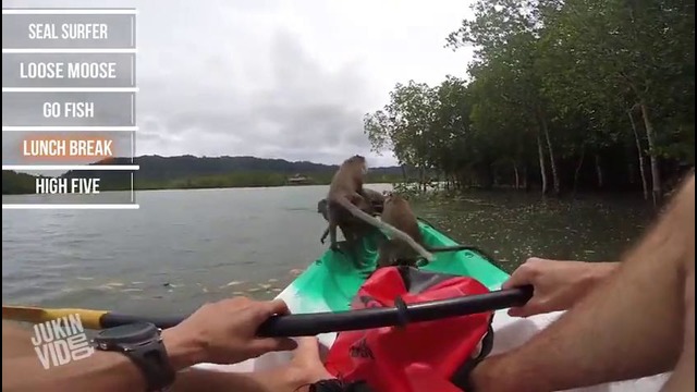 Топ-5 Встреч с Дикими животными 2014 от JukinVideo