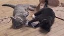 BONUS VID – Kittens Droppin’ Beats
