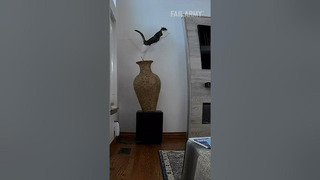 Cat Breaks Vase