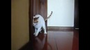 Краш тест кота