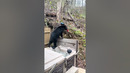 Bear Steals Gatorade from Porch