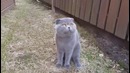 Кот ругается