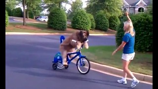 Как научить собаку кататься на велосипеде