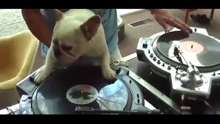 Собака DJ
