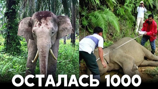 Слонам Борнео грозит вымирание