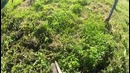 Сбор картошки с видом от первого лица