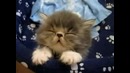 Забавные котики:)
